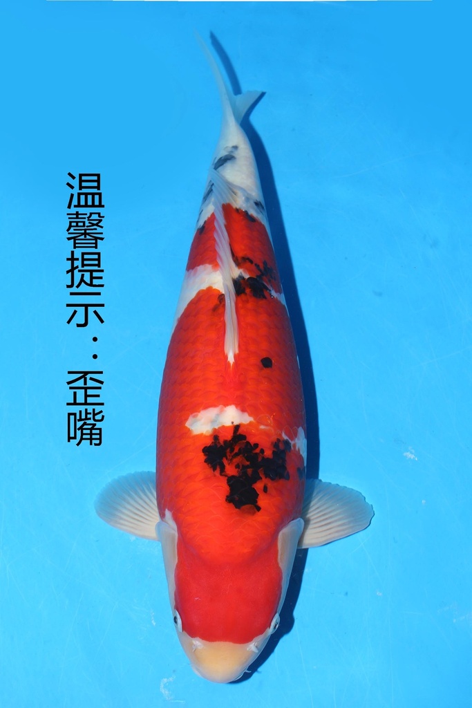 349001 70cm 丸堂产 红白 雌性 (副本) (副本) (副本) (副本) (副本) (副本) (副本) (副本) (副本) (副本) (副本) (副本) (副本) (副本) (副本) (副本) (副本) (副本) (副本) (副本)