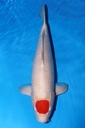 349016 59cm 丸重产 丹顶 二才 雌性