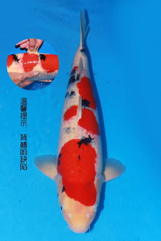 349001 70cm 丸堂产 红白 雌性 (副本) (副本) (副本) (副本) (副本) (副本) (副本) (副本) (副本) (副本) (副本) (副本) (副本) (副本) (副本) (副本) (副本) (副本) (副本) (副本) (副本) (副本)