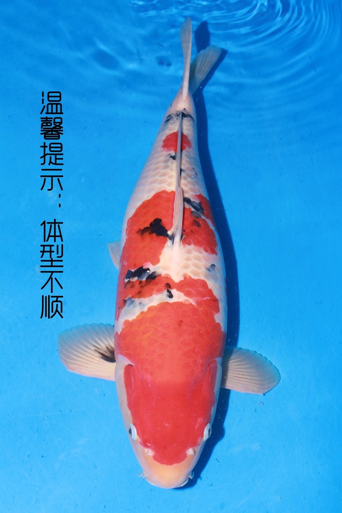 349001 70cm 丸堂产 红白 雌性 (副本) (副本) (副本) (副本)