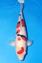 349012 69cm 丸堂产 大正 二才 雌性