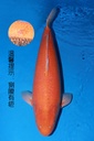 349002 82cm 大日产 黄猿 四才 雌性