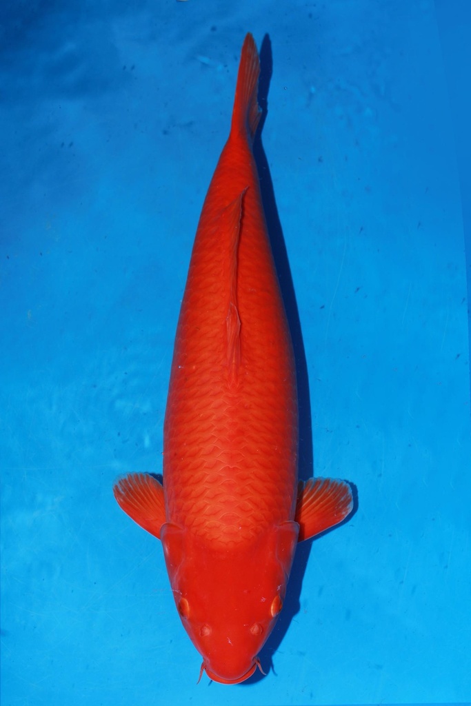 349001 70cm 丸堂产 红白 雌性 (副本) (副本) (副本) (副本) (副本) (副本) (副本) (副本) (副本)