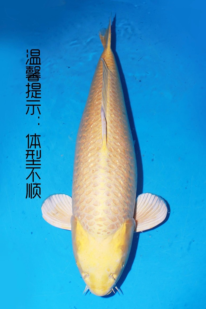 349001 70cm 丸堂产 红白 雌性 (副本) (副本) (副本) (副本) (副本) (副本) (副本) (副本) (副本) (副本) (副本) (副本)