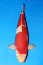 349008 70cm 丸堂产 红白 三才 雌性