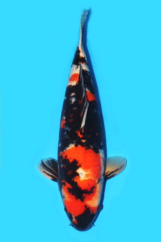 大日产 昭和 三才 66cm 雌性 340006