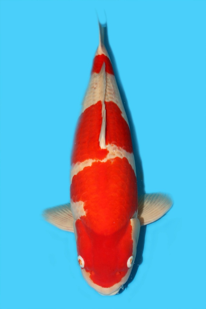 阪井产 红白 五才 70cm 雌性 340008