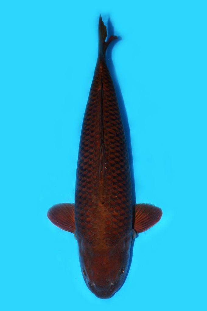 阪井产 茶鲤 三才 68cm 雌性 340021