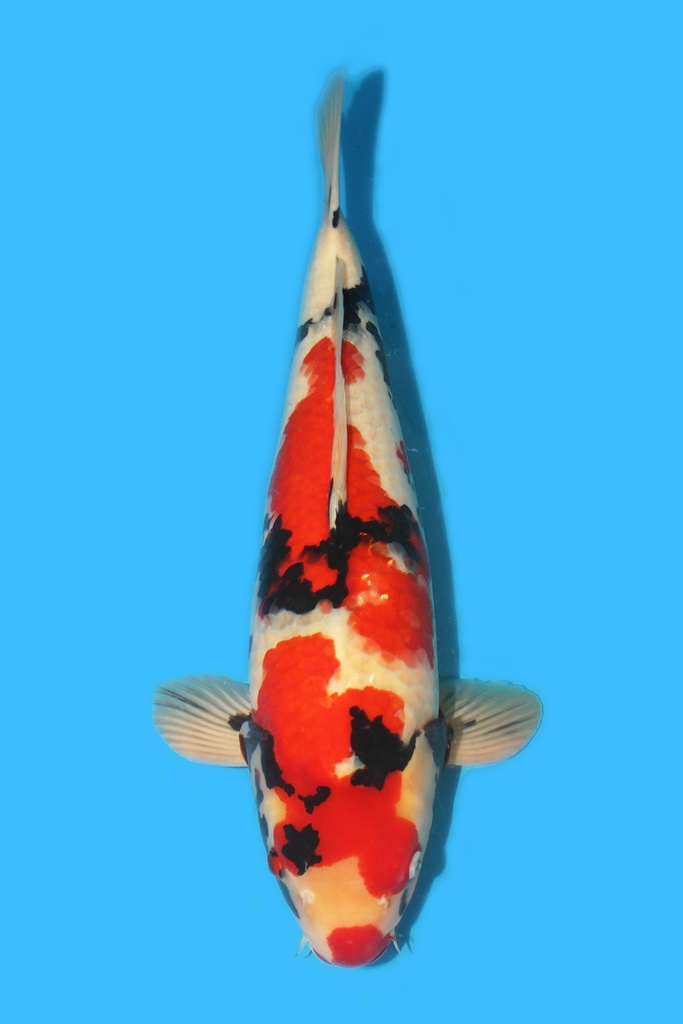 大日产 昭和 三才 61cm 雌性 340028