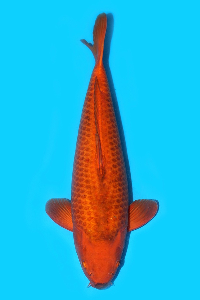 阪井产 黄色魔法茶鲤 三才 61cm 雌性 340030