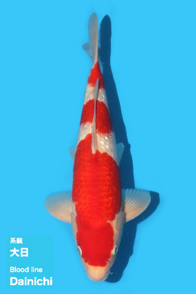 尾形产 银鳞红白 二才 40cm 雄性 340040