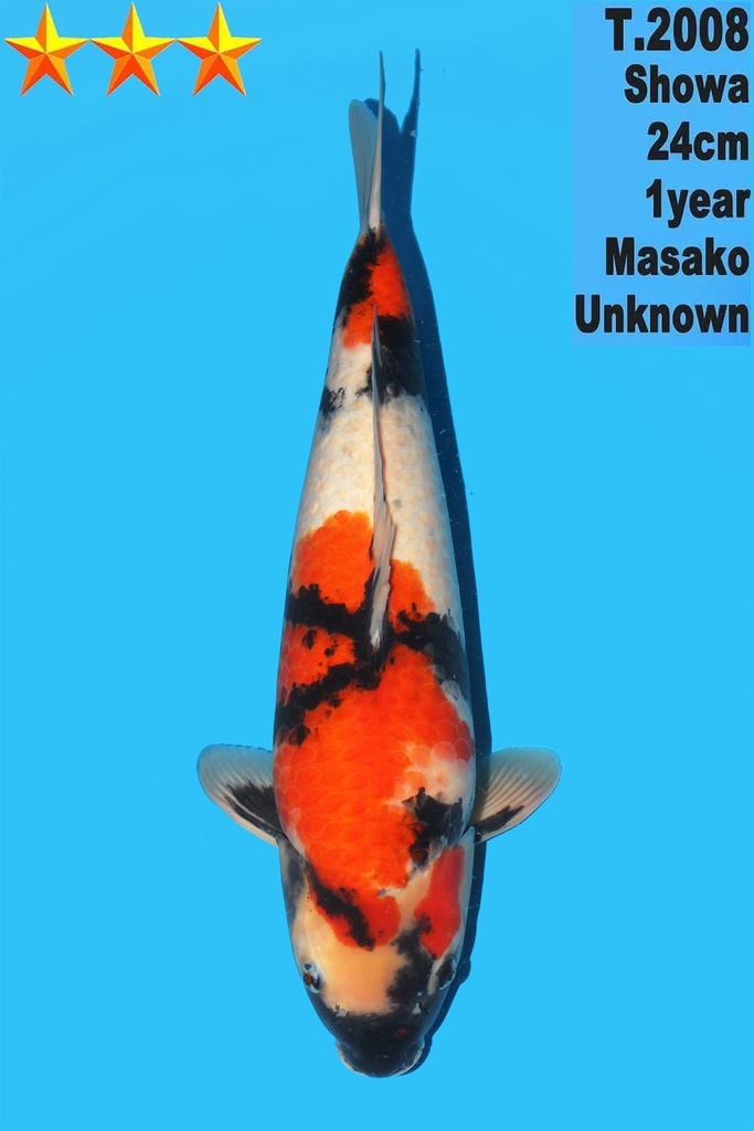 大日丰田产 昭和 50cm 雌性 340056