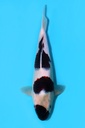 尾形产 衣 大当才 35cm 雌性 340058