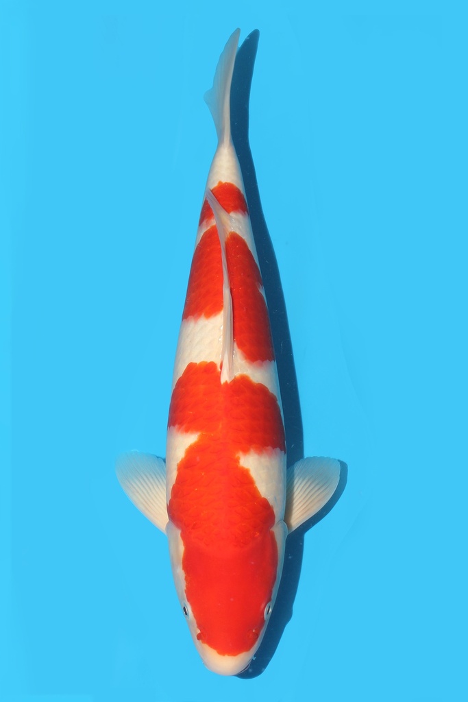 大石产 红白 二才 45cm 雄性 340060