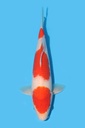 桃太郎产 红白 大当才 34cm 公母不明 340062