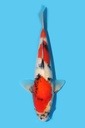 大日产 昭和 当才 31cm 公母不明 340064