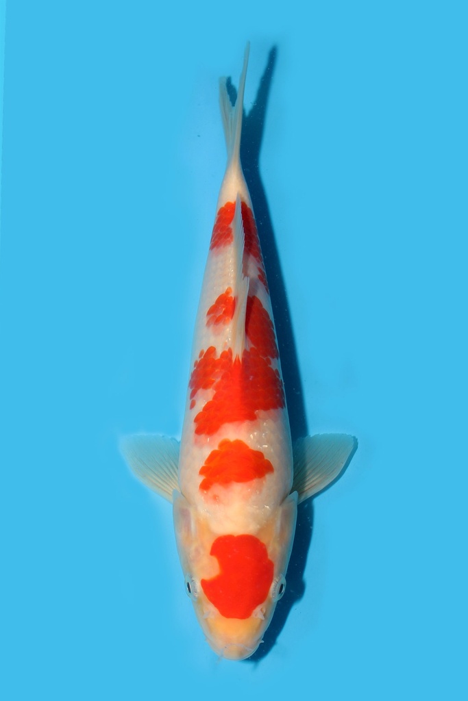 桃太郎产 红白 当才 25cm 公母不明 340068