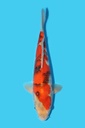 桃太郎产 昭和 当才 31cm 公母不明 340085