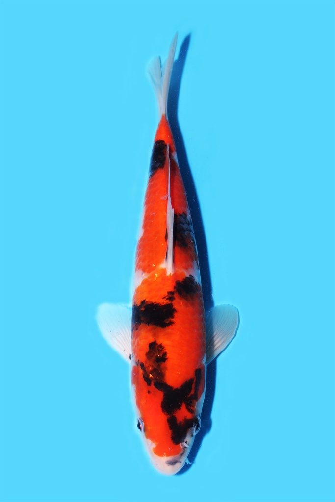 桃太郎产 昭和 当才 25cm 公母不明 340087