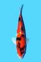 桃太郎产 昭和 当才 25cm 公母不明 340087