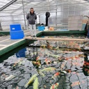 High Quantity Koi