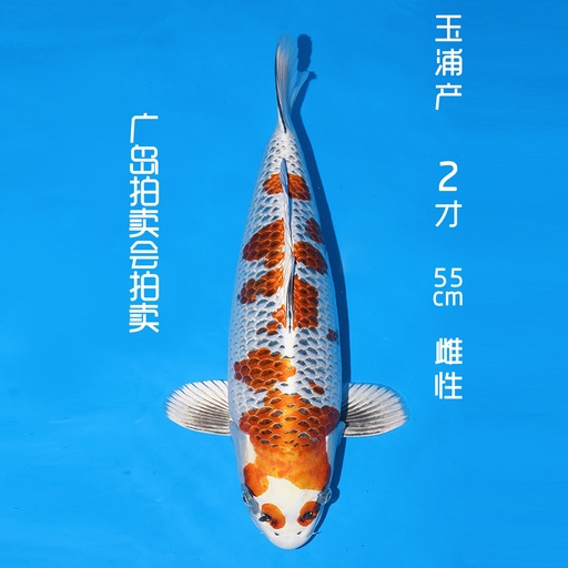 玉浦产 孔雀 二才 55cm 雌性 （现存日本）