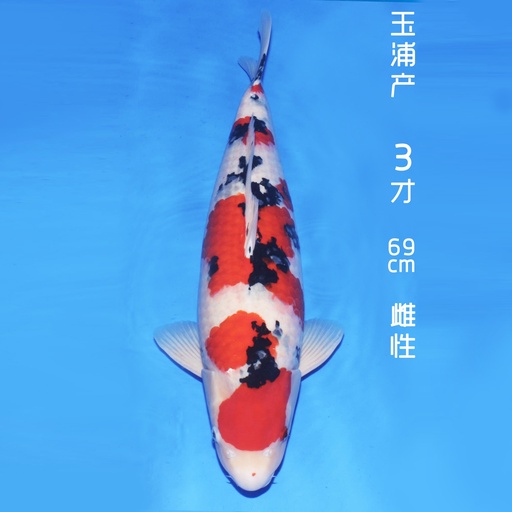 玉浦产 大正 三才 69cm 雌性（现存日本）
