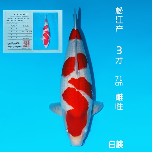 松江产 红白 三才 71cm 雌性（现存日本）