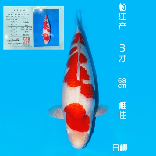 松江产 红白 3才 68cm 雌性（现存日本）