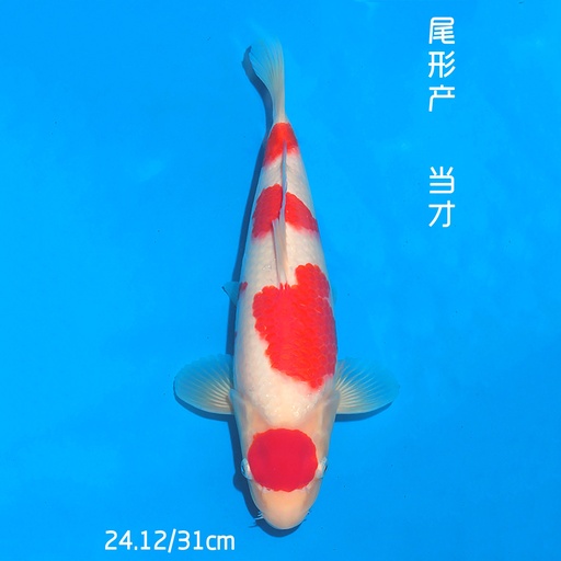 尾形产 红白 32cm 公母不明 （现存日本/附原装证书）