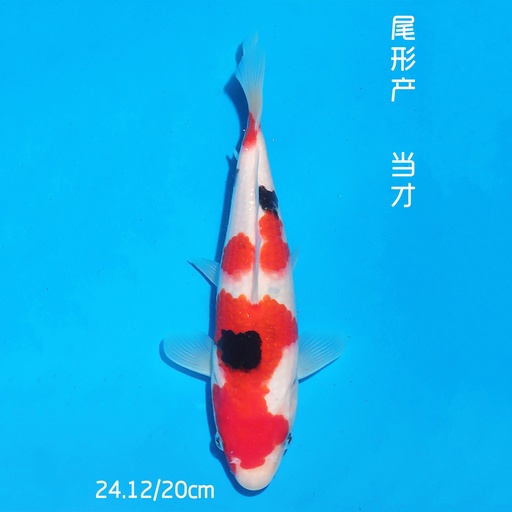 尾形产 大正 20cm 公母不明