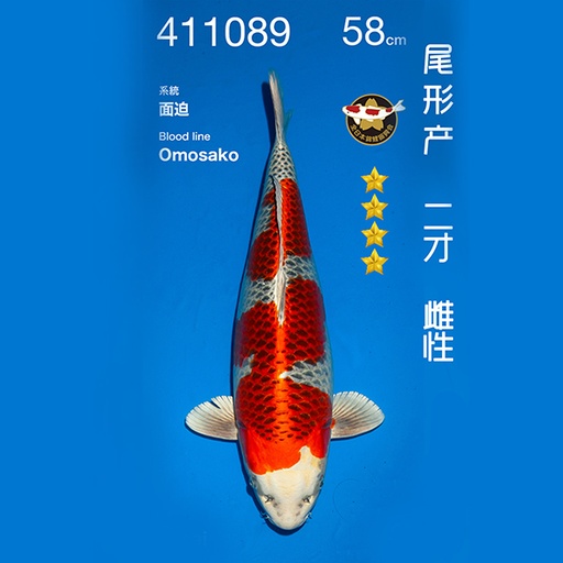 NO.089-24年11月尾形现场拍卖会 –孔雀  雌性 （ 回国运费实报实销）