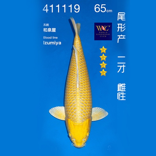 NO.119-24年11月尾形现场拍卖会 –黄金  雌性 （ 回国运费实报实销）