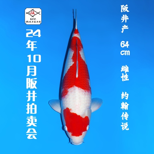 24年10月15-16日阪井现场拍卖会 –红白  雌性 （ 附现场视频/回国运费实报实销）