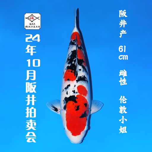 24年10月15-16日阪井现场拍卖会 –大正  雌性 （ 附现场视频/回国运费实报实销）