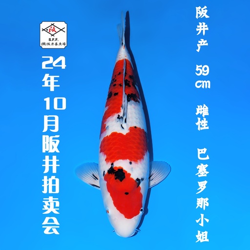 24年10月15-16日阪井现场拍卖会 –大正  雌性 （ 附现场视频/回国运费实报实销）