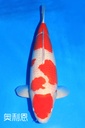 阪井产 四才 73cm 雌性 奥利恩 346001