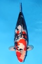 尾形产 三才 69cm 雌性 346006