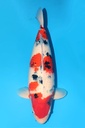 尾形 三才 60cm 雌性 346004