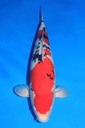 丸堂产 四才 68cm 雌性 346007
