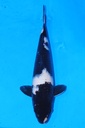 349097 37cm 尾形产 白泻 当才 雄性