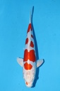 349090 31cm 尾形产 菊水 当才 雌性