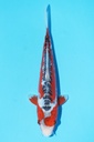 349082 26cm 田中产 秋翠 当才 公母不明