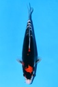 349080 30cm  清十郎产 九纹龙 当才 雌性