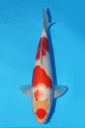 349078 35cm 桃太郎产 红白 当才 雄性