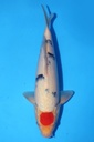 349067 35cm 桃太郎产 丹顶三色 当才 雄性