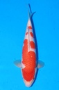 349065 38cm 桃太郎产 红白 当才 雄性