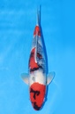 349059 40cm 伊佐产 昭和 当才 雄性