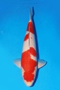 349045 58cm 桃太郎产 红白 二才 雄性