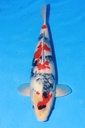 349020 50cm 大日产 昭和 二才 雄性